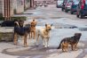 Les chiens catégorisés (2) : les infractions relatives au permis de détention